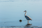 23rd Jun 2024 - Heron