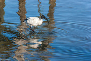 25th Jun 2024 - Sacred Ibis