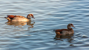 24th Jun 2024 - Egyptian Geese