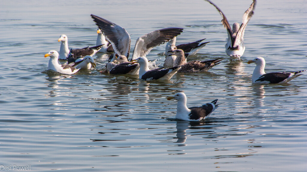 A squabble of gulls by seacreature