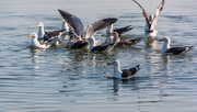 27th Jun 2024 - A squabble of gulls