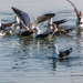 A squabble of gulls