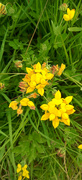 28th Jun 2024 - Birds foot trefoil