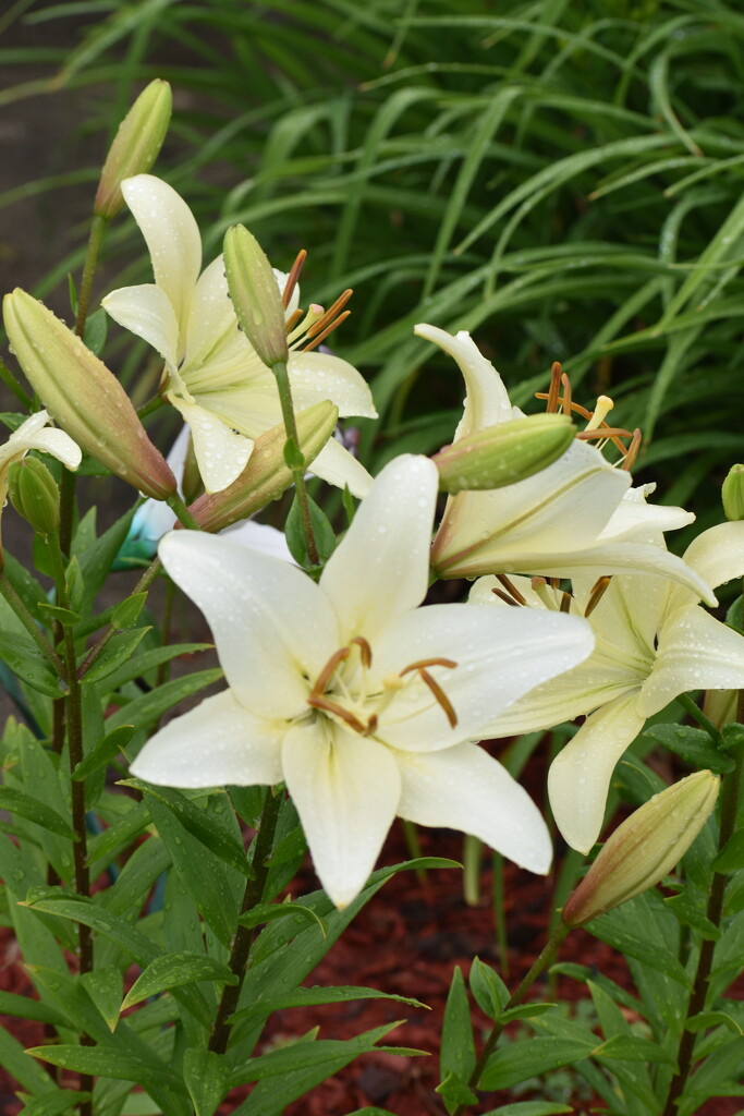 Lilies in the Rain by lisab514