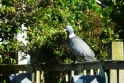 28th Jun 2024 - Sitting in the sun !