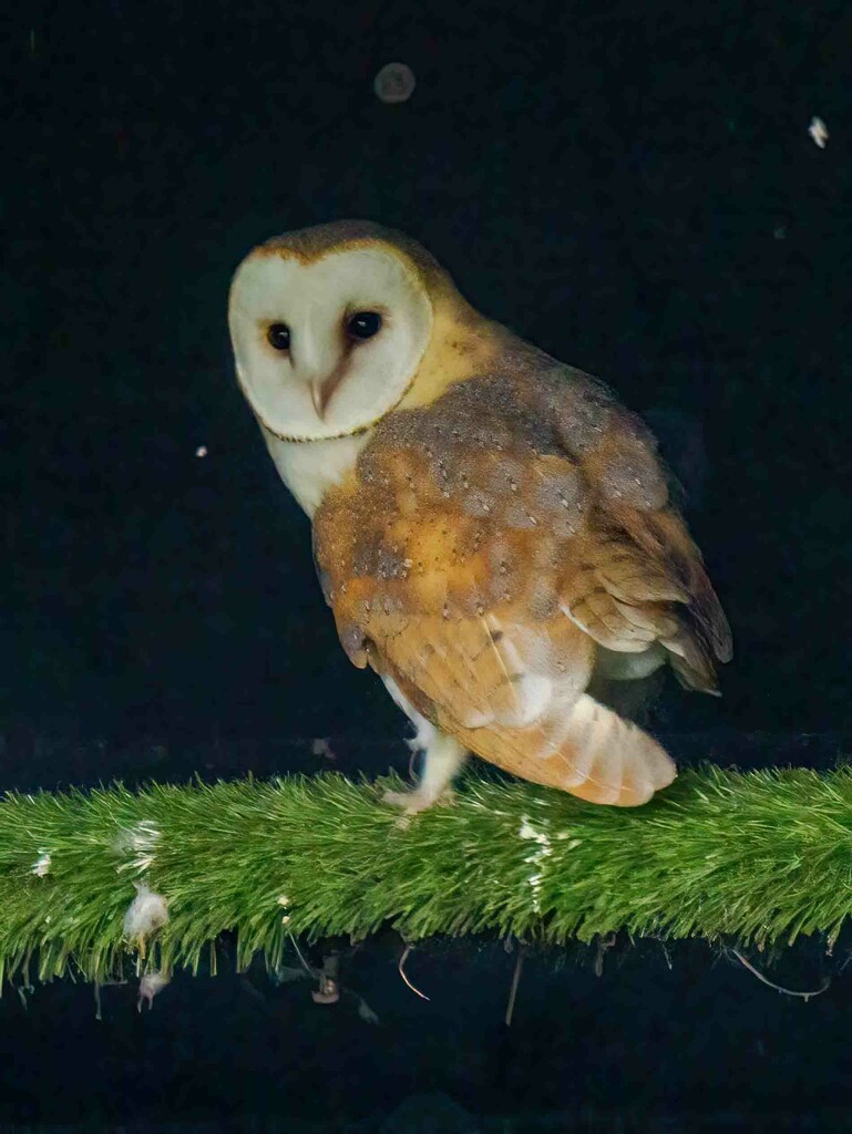 Juvenile Barn Owl by padlock