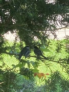 28th Jun 2024 - Pair of Chickadees