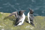 23rd Jun 2024 - TWO RAZORBILLS