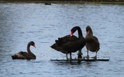 29th Jun 2024 -     Dad & His Two Cygnets ~ 