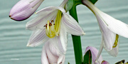 28th Jun 2024 - Hosta bloom