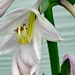 Hosta bloom by larrysphotos
