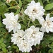 6 27 White Roses by sandlily