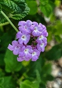 27th Jun 2024 - 6 27 Lantana