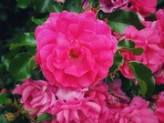 28th Jun 2024 - Pink Roses