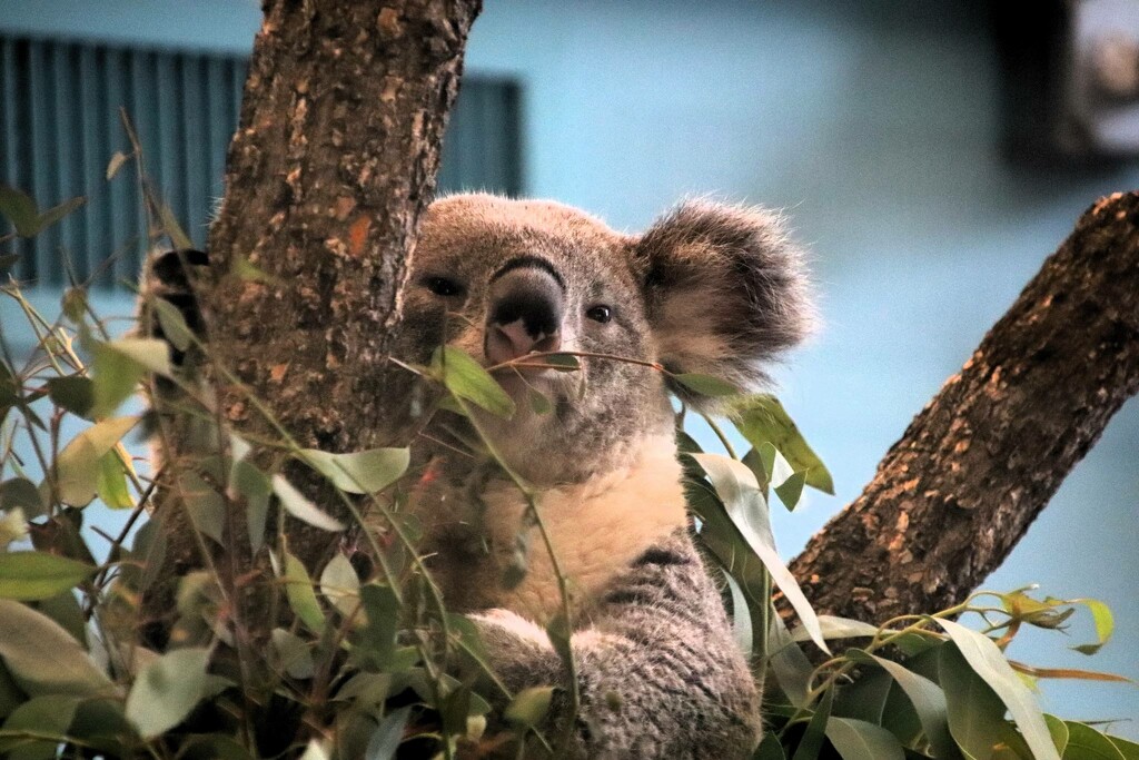 Koala  by randy23
