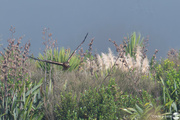 29th Jun 2024 - Swamp Harrier