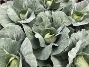 28th Jun 2024 - Ruffly Cabbage