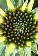 28th Jun 2024 - Baby Echinacea 