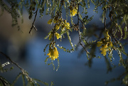 25th Jun 2024 - Kowhai