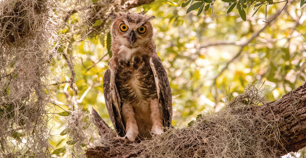 Great Horned Owl Juvenile/baby! by rickster549