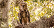 28th Jun 2024 - Great Horned Owl Juvenile/baby!