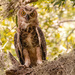 Great Horned Owl Juvenile/baby! by rickster549