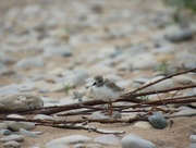 28th Jun 2024 - Plover perch