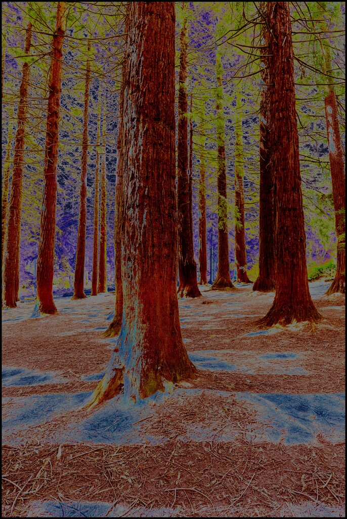 Redwoods and Queenswood by clifford