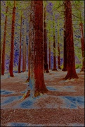 29th Jun 2024 - Redwoods and Queenswood