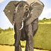 Elephant (painting) by stuart46