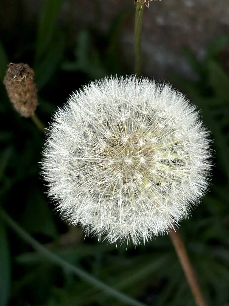 Dandelion clock by lizgooster