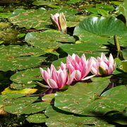 29th Jun 2024 - waterlilies