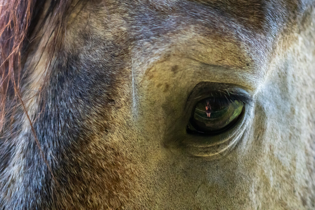 Self portrait in a horses eye by hannahcallier