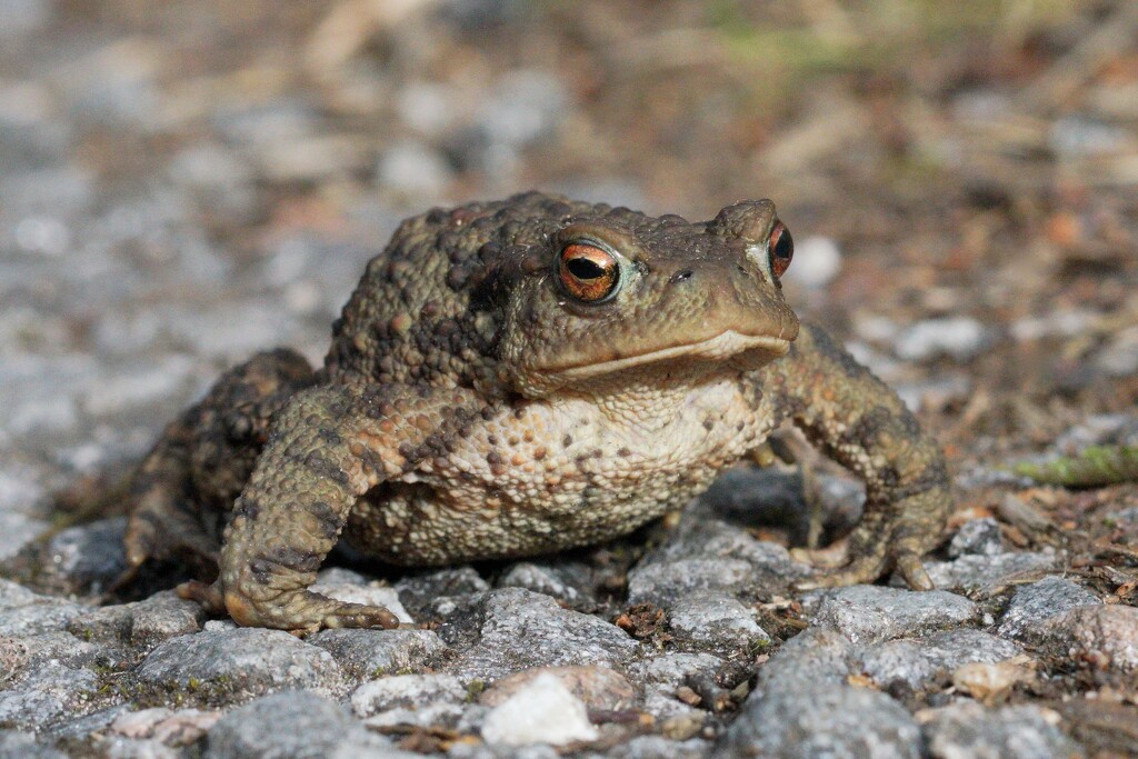 TOAD ON THE ROAD by markp