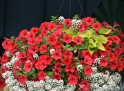 29th Jun 2024 - Hanging Basket