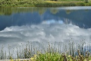 29th Jun 2024 - Pond Reflections 