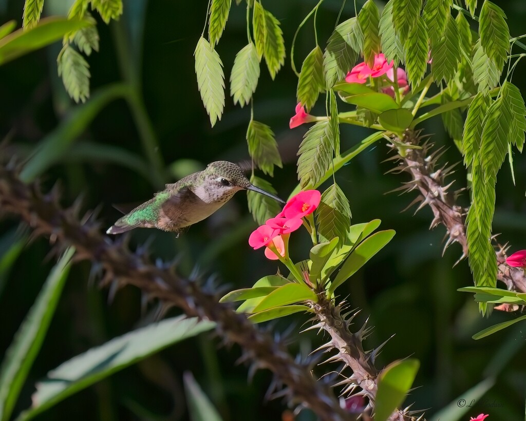 LHG_1537 Female Hummingbird checks out the crown of thorns by rontu