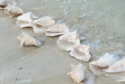 19th Jun 2024 - Conchs