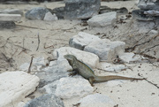 20th Jun 2024 - Turks & Caicos Rock Iguana