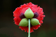 29th Jun 2024 - Peony Poppy Back View