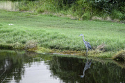 29th Jun 2024 - Blue Heron