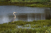 15th Jun 2024 - Blue Heron