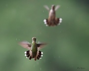 29th Jun 2024 - LHG_1606 Hummers  quick retreat