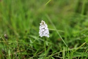 29th Jun 2024 - wild orchid 