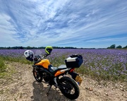 29th Jun 2024 - A field of lacy phacelia