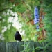 Blackbird by lettevy