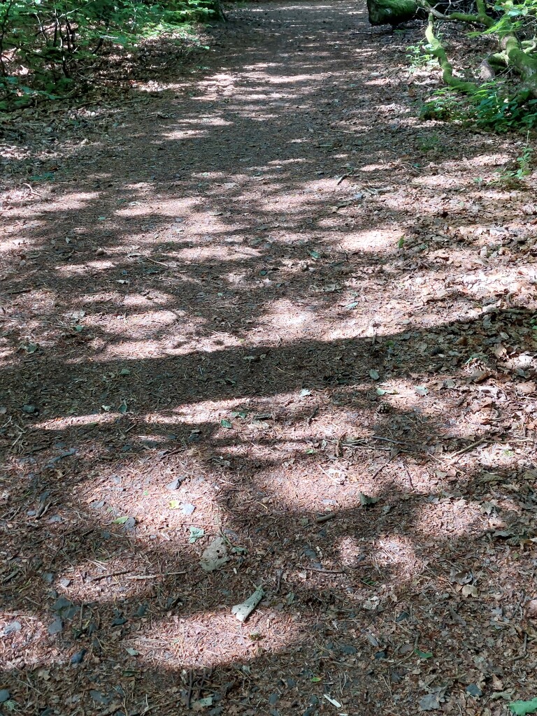 Woodland shadows  by samcat