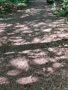 28th Jun 2024 - Woodland shadows 