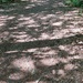 Woodland shadows 