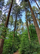 29th Jun 2024 - Dalbeattie Town Wood 